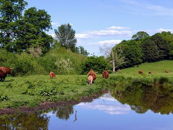 Highland cows in a field