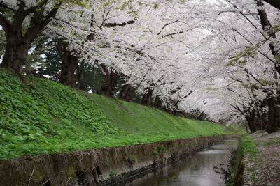 Scenic view of canal amidst trees and plants
