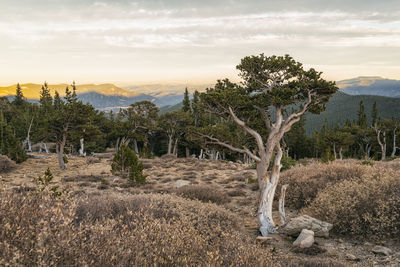 Mount goliath natural area, colorado