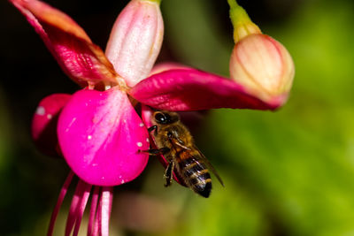 Close-up of bee pollinating on pink flower