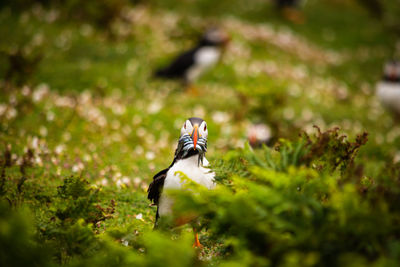 puffin with a