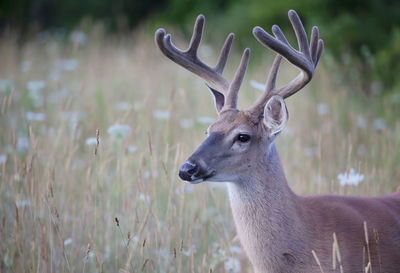 Close-up of deer on field