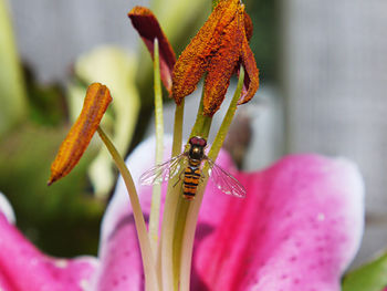 Close-up of insect on pink flower