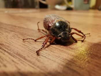 Close-up of spider on wooden table