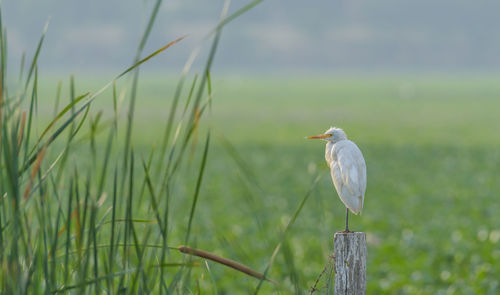 Bird perching on wooden post