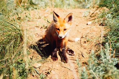 High angle view of fox on land