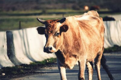 Portrait of cow standing outdoors