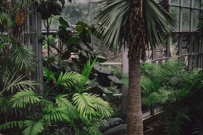 Close-up of palm trees