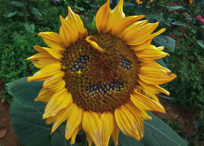Close-up of sunflower