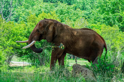 Side view of elephant standing by plants