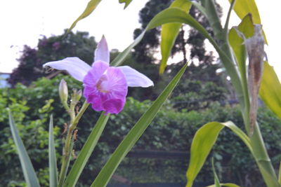 Close-up of purple flowering plants