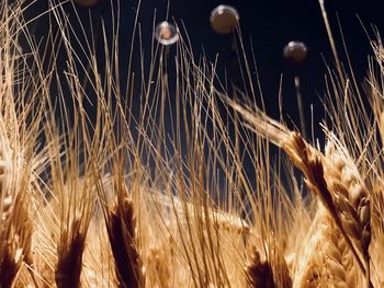 Close-up of wheat growing on field