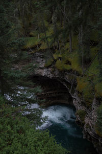 River flowing through forest