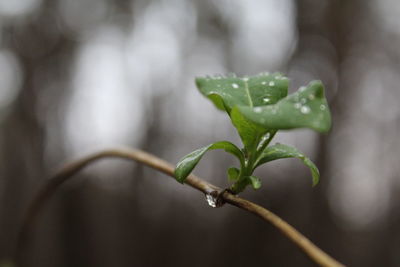 Close-up of water drops on plant