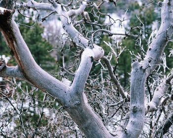 Low angle view of bird perching on tree