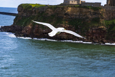 Seagull flying over sea