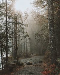 Sun shining through trees