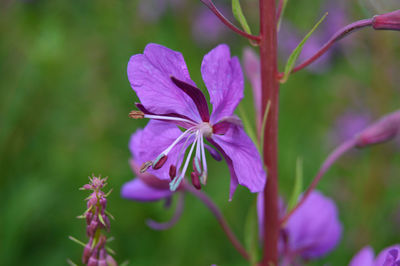 Close-up of purple flowers blooming outdoors