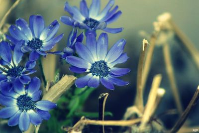 Close-up of purple flower