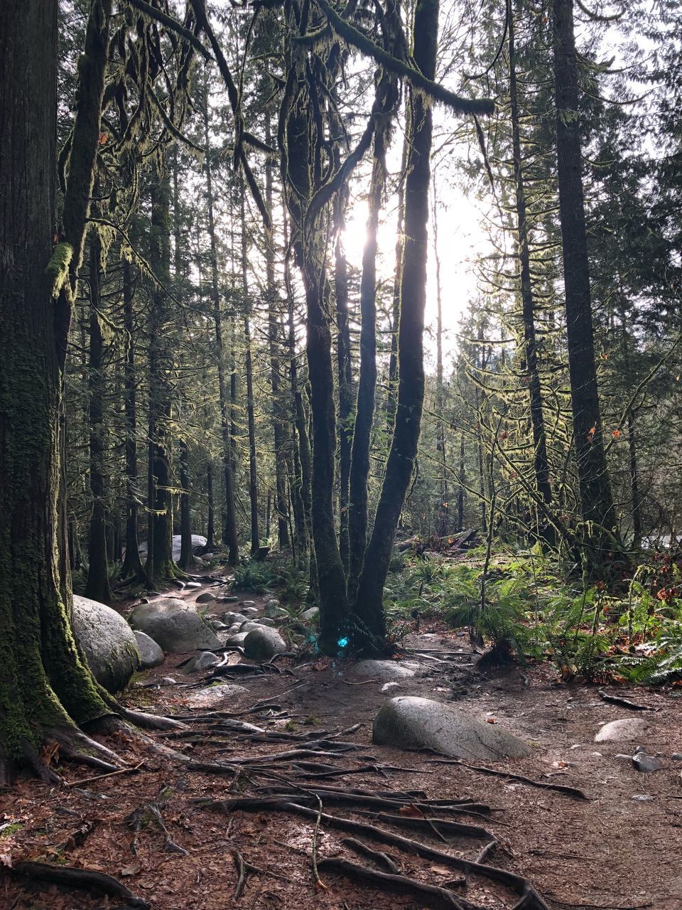 SUNLIGHT STREAMING THROUGH TREES