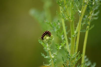 Close-up of insect on red flowering plant