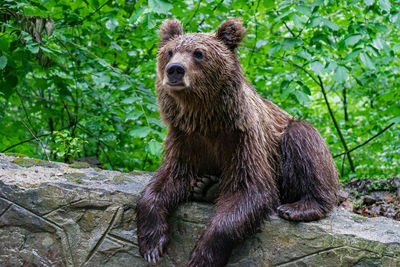 Wiled brown bear on the side of the road - roamania- transfagarasan