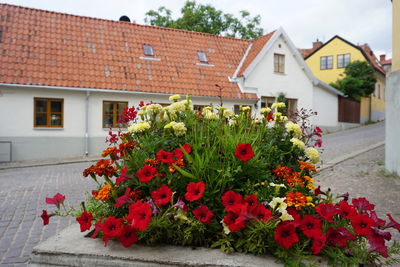 Flowering plants outside house against buildings