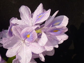 Close-up of wet purple flowering plant