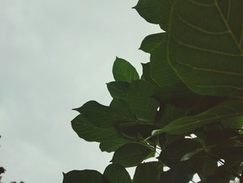 Low angle view of leaves against sky