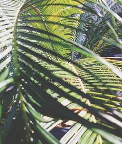 Close-up of palm tree leaves