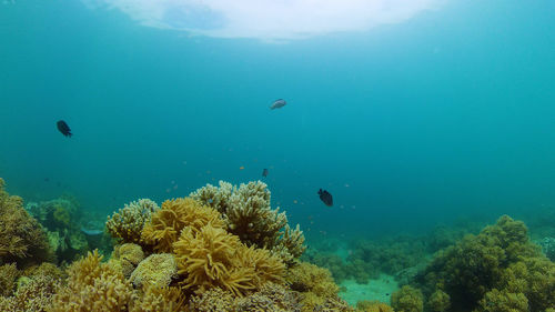 Tropical coral reef seascape with fishes, hard and soft corals.