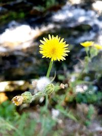 Close-up of yellow flowering plant on field