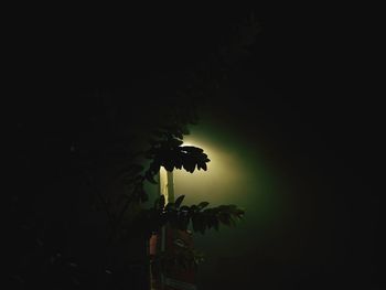 Close-up of green plant at night