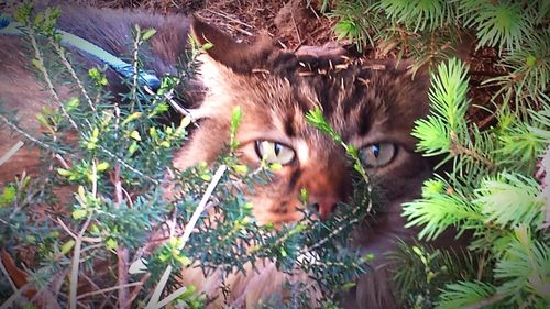 Portrait of a cat