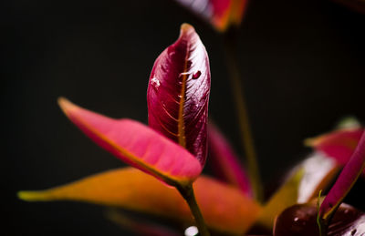 Close-up of pink rose flower against black background