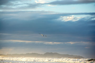 Bird flying over sea against sky