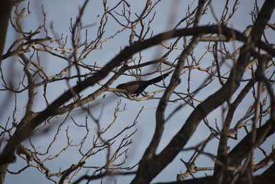 Close-up of bare tree against sky