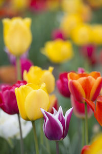 Close-up of yellow tulips