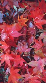 Full frame shot of red maple leaves