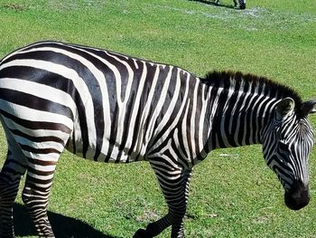 Zebra on grass
