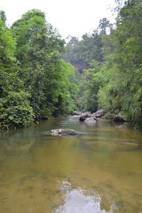 Scenic view of lake in forest