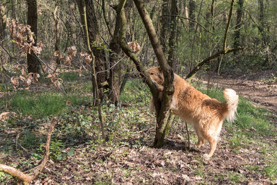 Deer standing in a forest