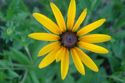 Close-up of yellow flower