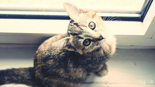 Close-up of cat looking through window