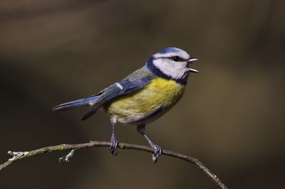 Close-up of bird perching on twig