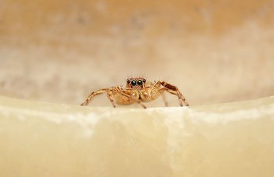 Close-up of spider