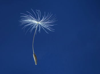 Low angle view of fireworks against blue sky