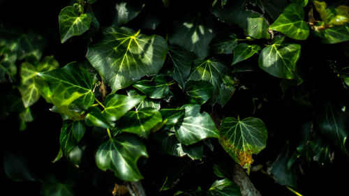 Close-up of fresh green leaves