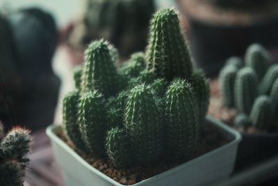 Close-up of succulent plant