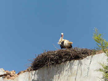 Low angle view of bird perching on blue against clear sky